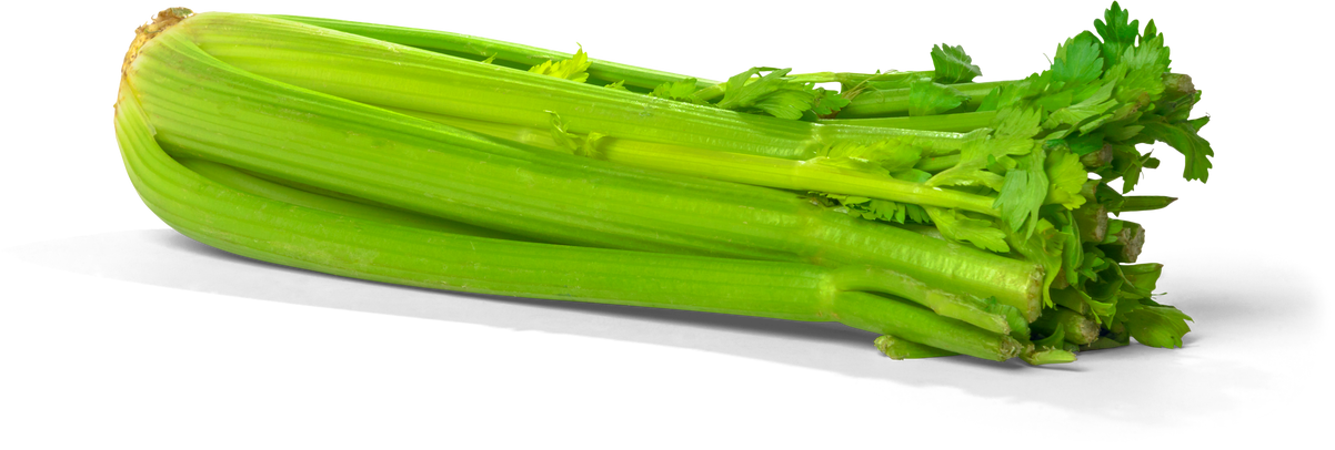 Fresh Celery - Isolated